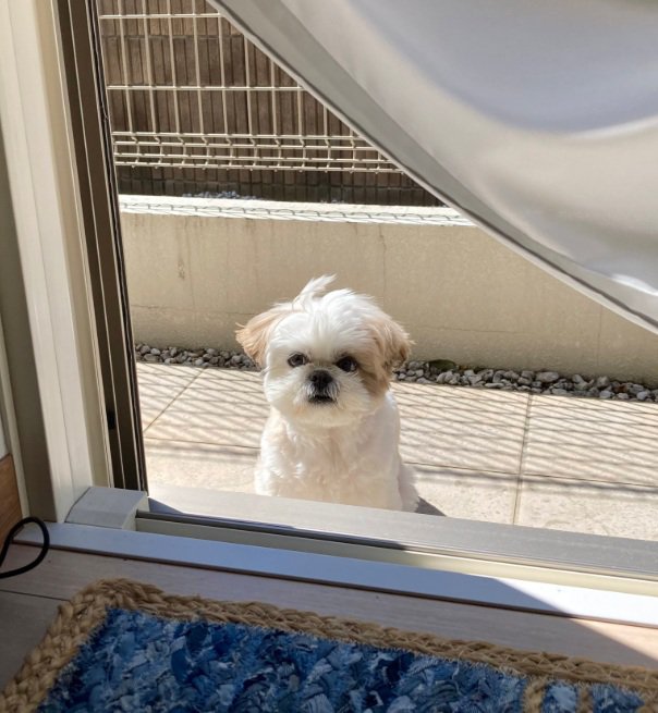 何とも言えない顔のほまれ君