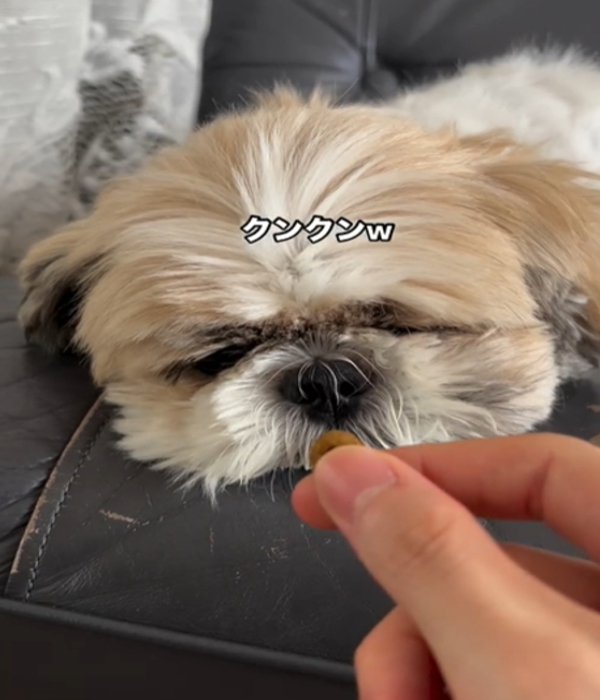 再び嗅ぐ犬