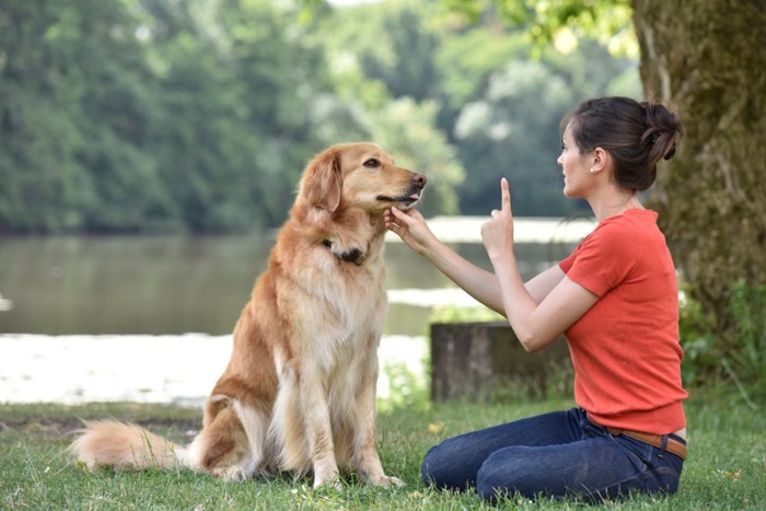 トレーニングする犬と女性