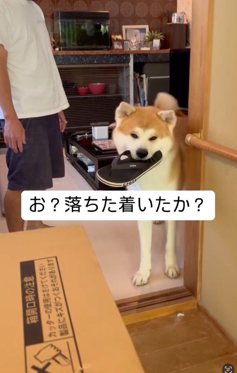 玄関前にいる飼い主の友人を部屋の中から見つめる犬