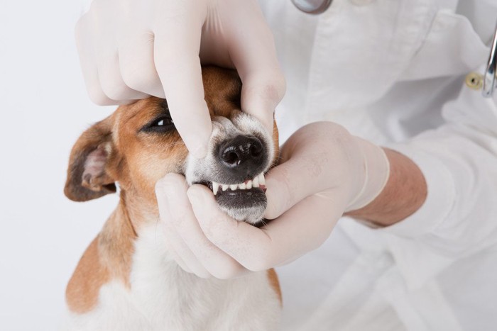 歯を診察されている犬