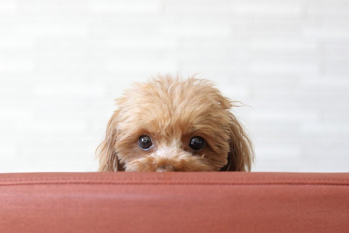 隠れる犬