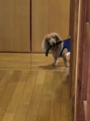 らいらちゃんがひょっこり♡