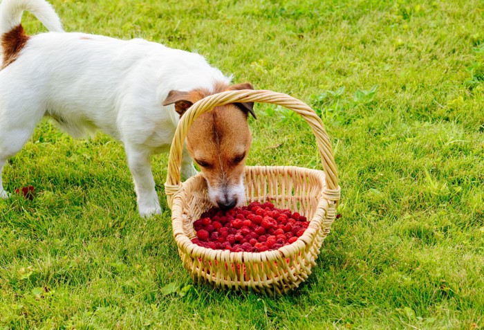 ラズベリーを見つめる子犬