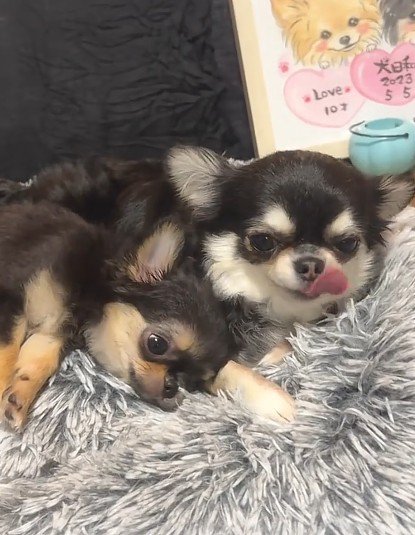 兄姉犬とのひととき