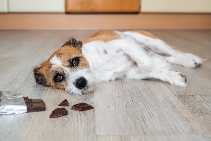 チョコを前に倒れる犬