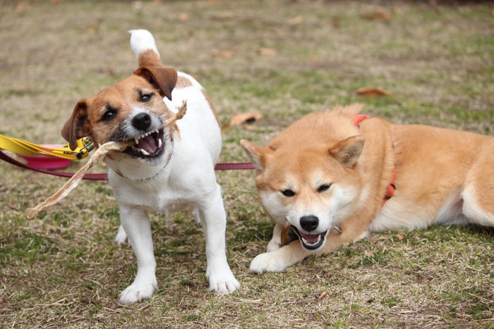 おやつを食べる犬