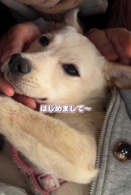 みるくちゃんとの出会い