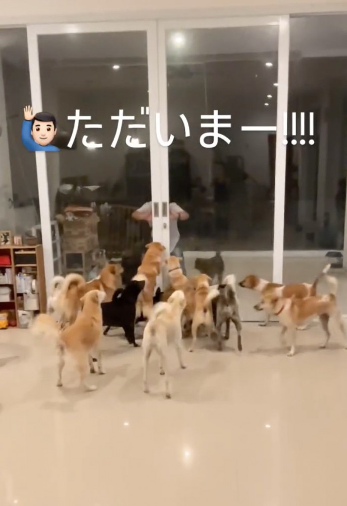 ドアの前に群がる大勢の犬たち