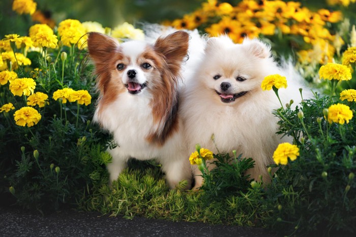 お花とポメラニアンとパピヨン