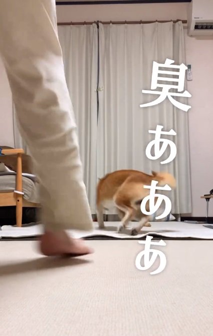 思わず離れるこむぎくん