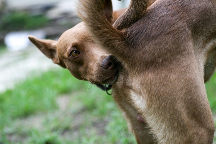 自分のおしりを嗅ぐ犬