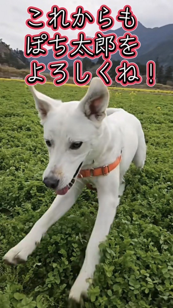 草原を笑顔で走る犬