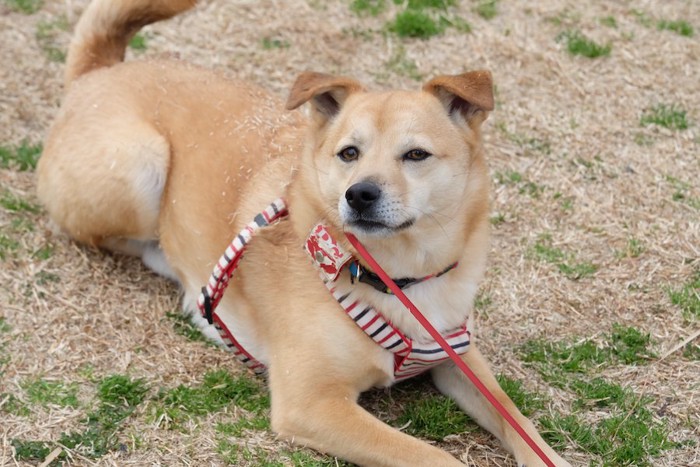 散歩の途中で地面に座り込む犬