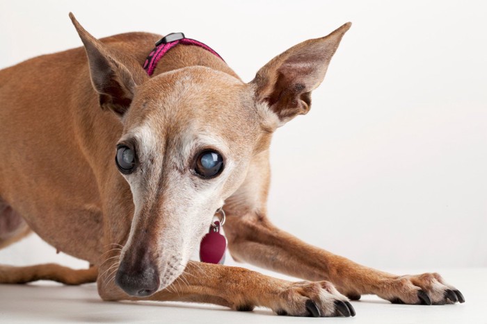 伏せをする目が白い犬