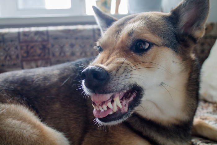 歯をむき出して怒る犬の顔のアップ