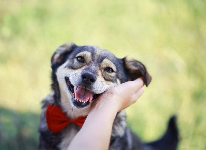 笑顔な犬