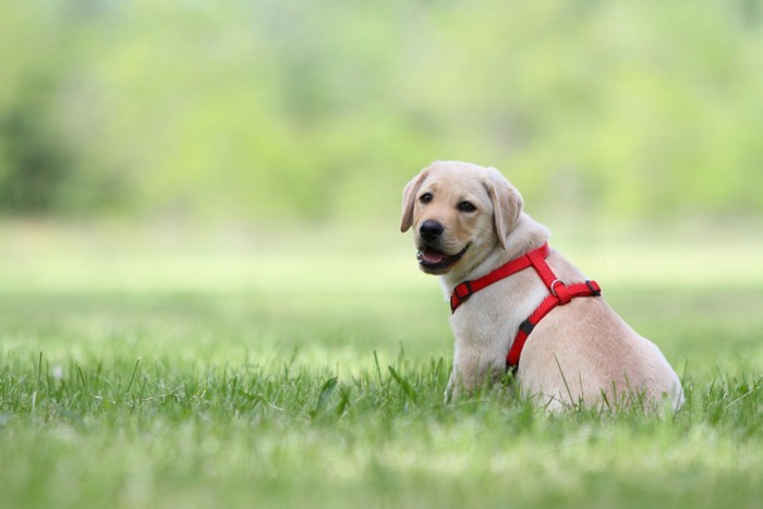 赤いハーネスを着けた子犬