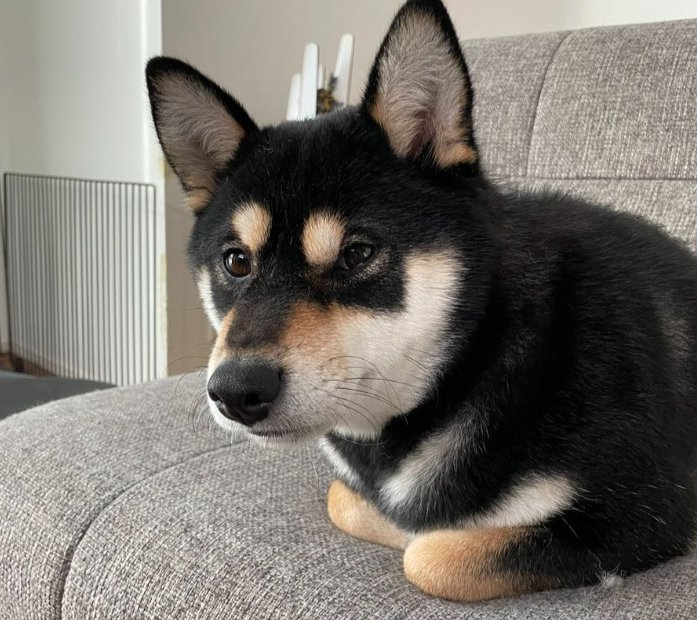 柴犬おはぎさん