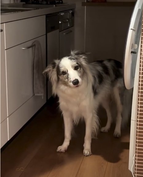 首をかしげる犬2