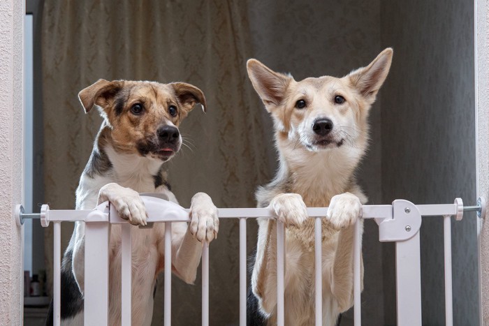 ペットゲートに手をおく2匹の犬