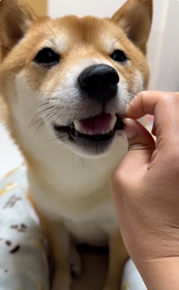 アキレス腱を食べるはなちゃん