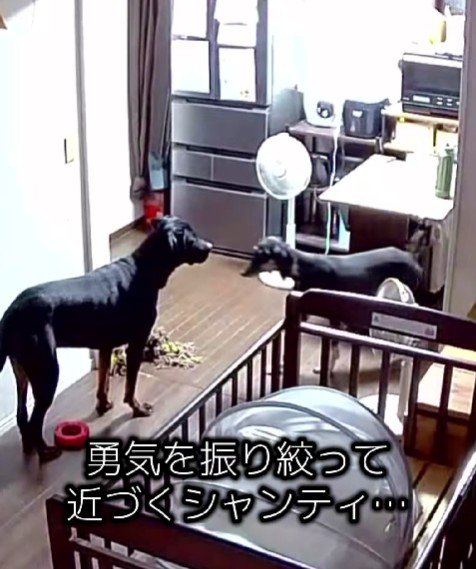 大きくなったジブラルタルちゃん