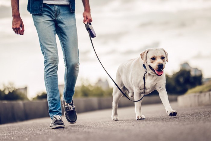 飼い主と散歩を楽しむ犬