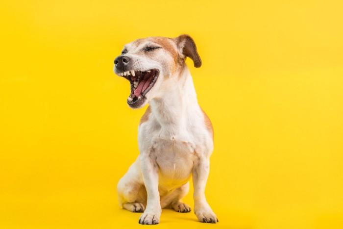 口を開ける小型犬