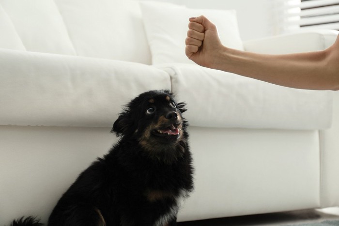 犬を叩こうとする飼い主