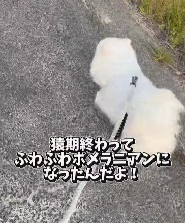 こんなにフワフワに！