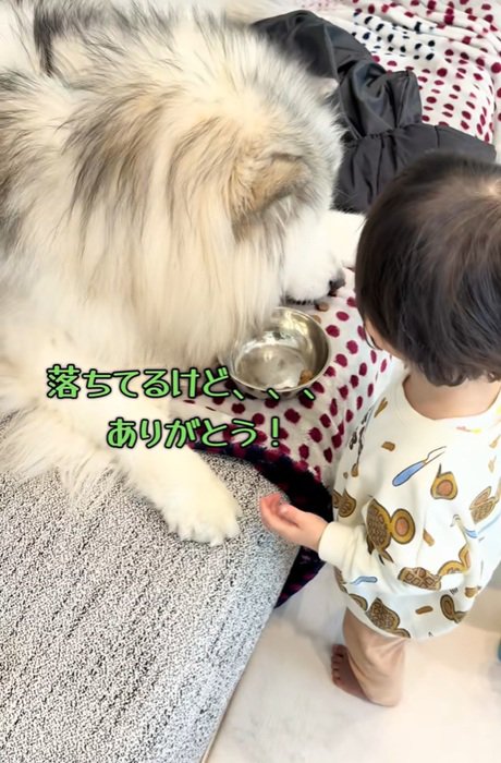 落ちたご飯を見るわんこ