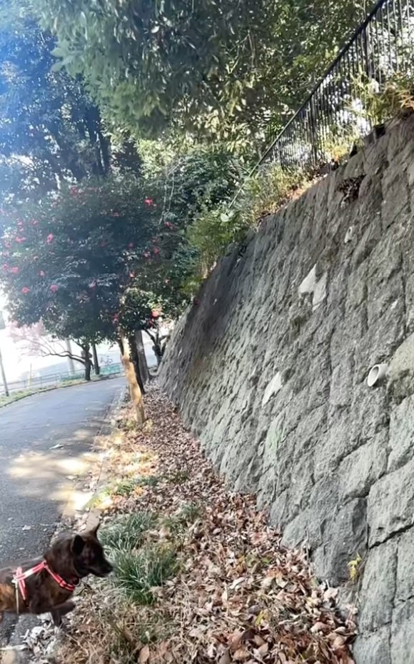 トシくんと大きな壁