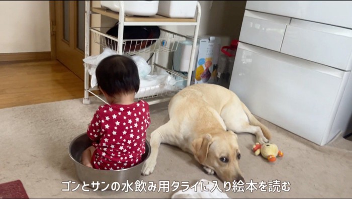 犬のそばで絵本を読む赤ちゃん