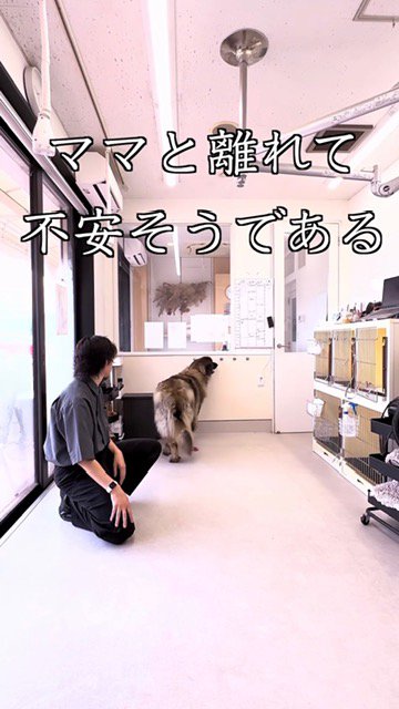 トリミングサロンでママと離れて不安そうに歩き回る大型犬