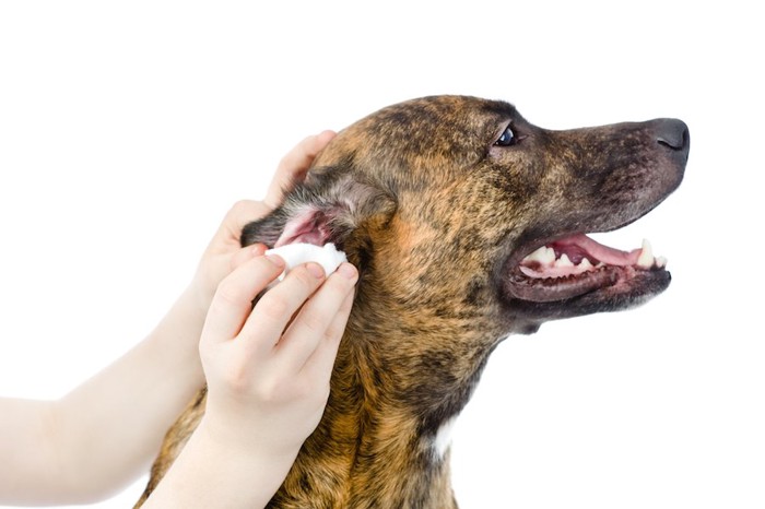 耳のお手入れをされている犬