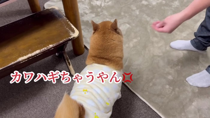 「カワハギちゃうんかい！」