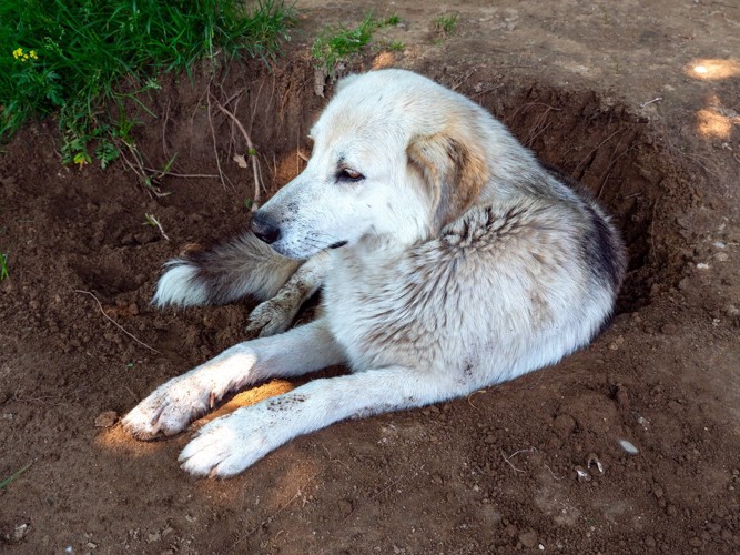 穴を掘ってくつろぐ犬