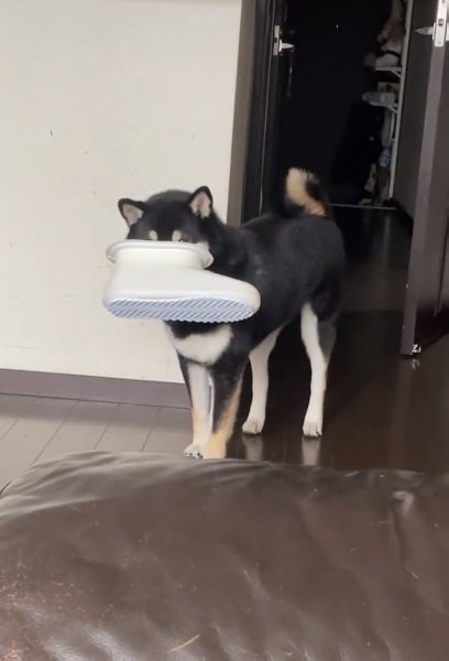 顔が見えないコテツくん
