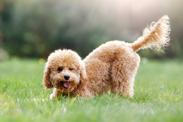 笑顔で尻尾をふる犬