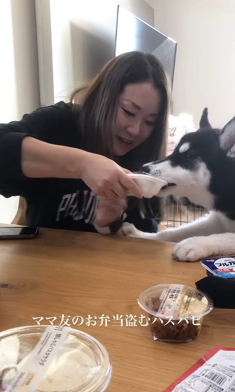 お弁当を盗む豆蔵くん5