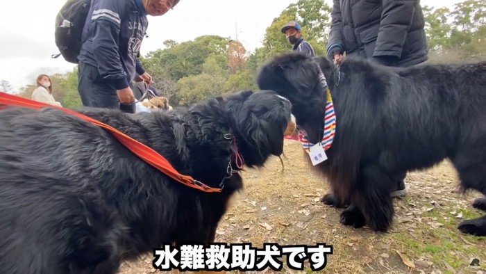 バーニーズとニューファンドランド