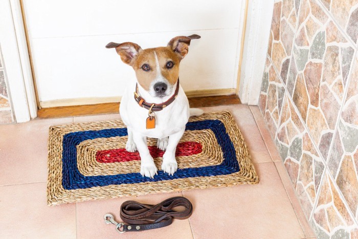 玄関で散歩に行きたそうな柴犬