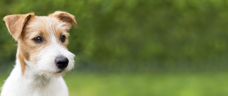 屋外で何かを見つめる犬