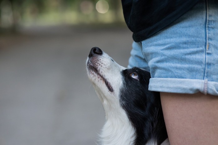 足の間に座って見上げる犬