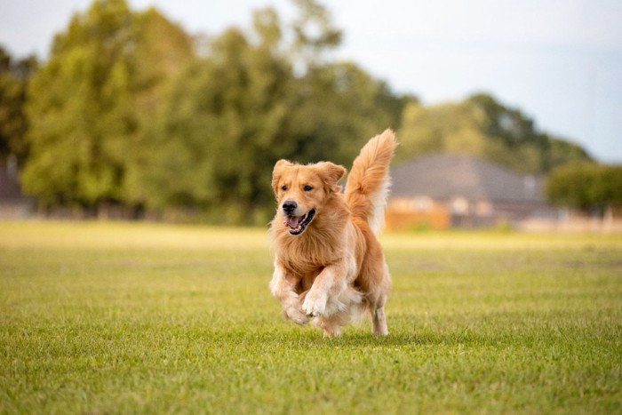 公園で走る犬