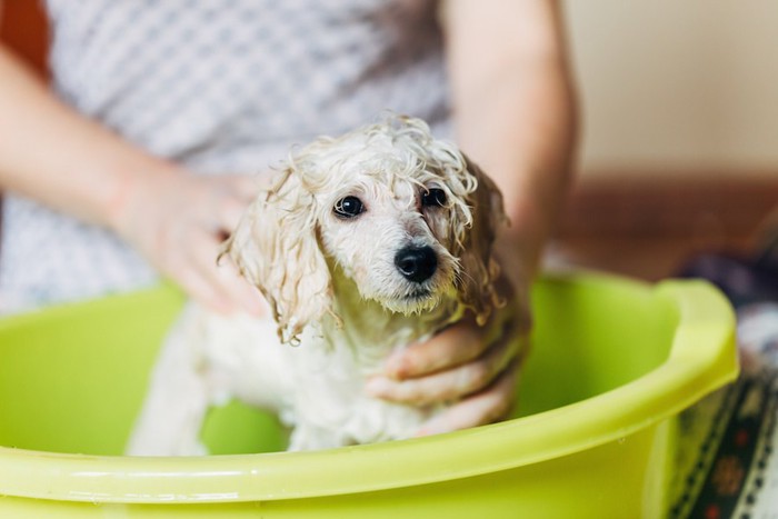 家で飼い主にシャンプーされている子犬