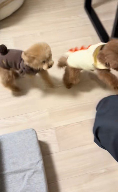 モコちゃんと飼い主さんの再会8