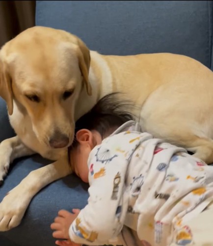 犬に頭を近づける子ども