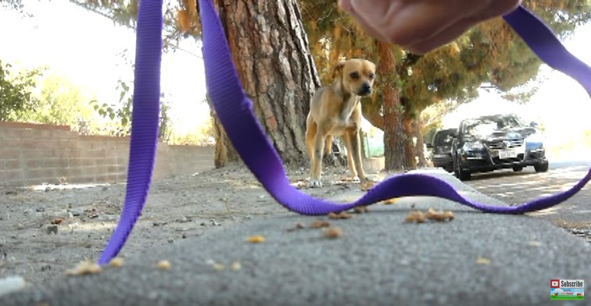 ひもを警戒する犬